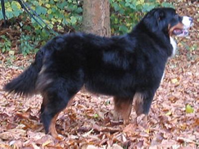 Farah de Zandvijver 14 mnd oud, Bernese Mountaindogs v.d. Clemensberghoeve